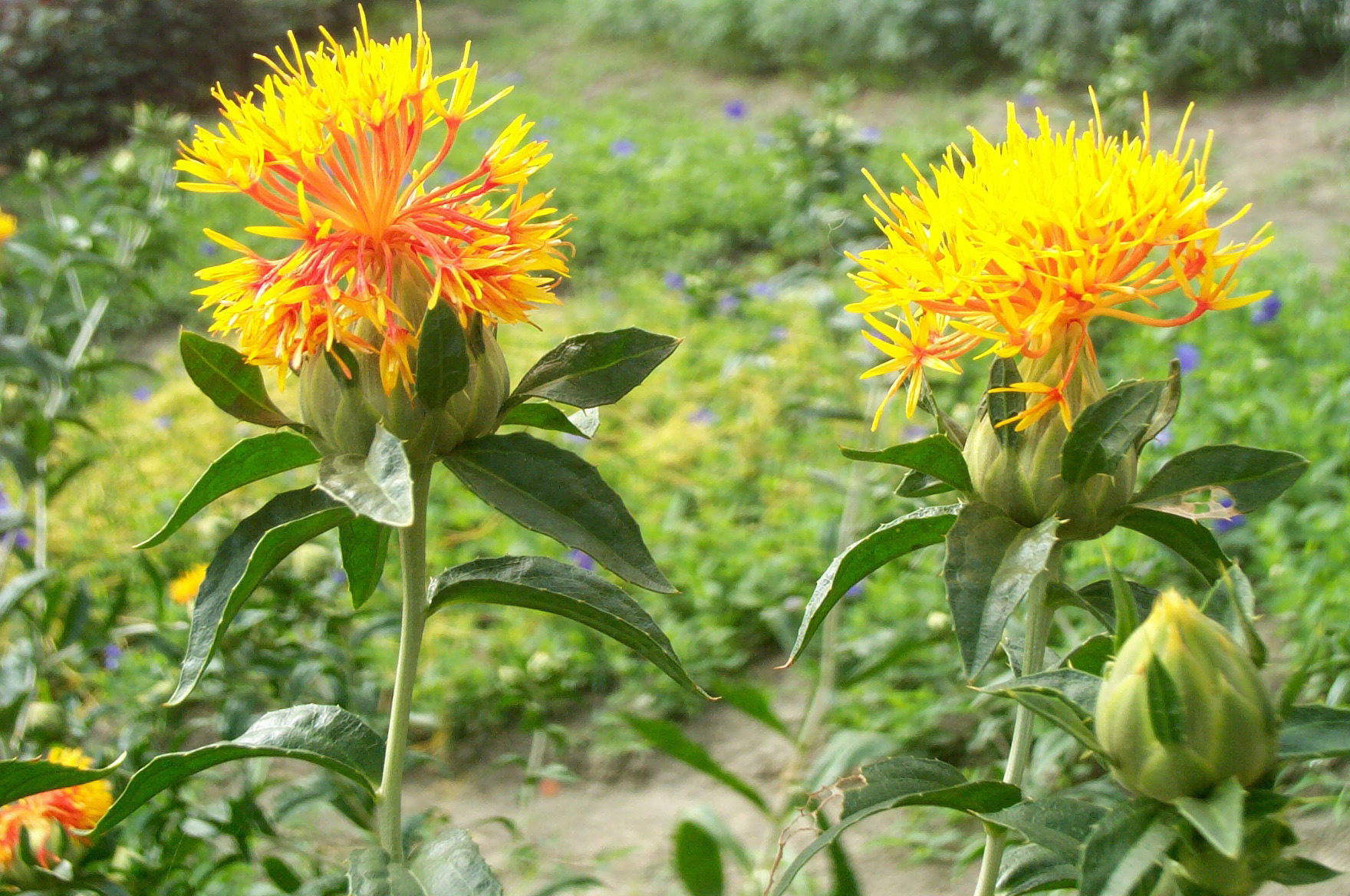 Safflower